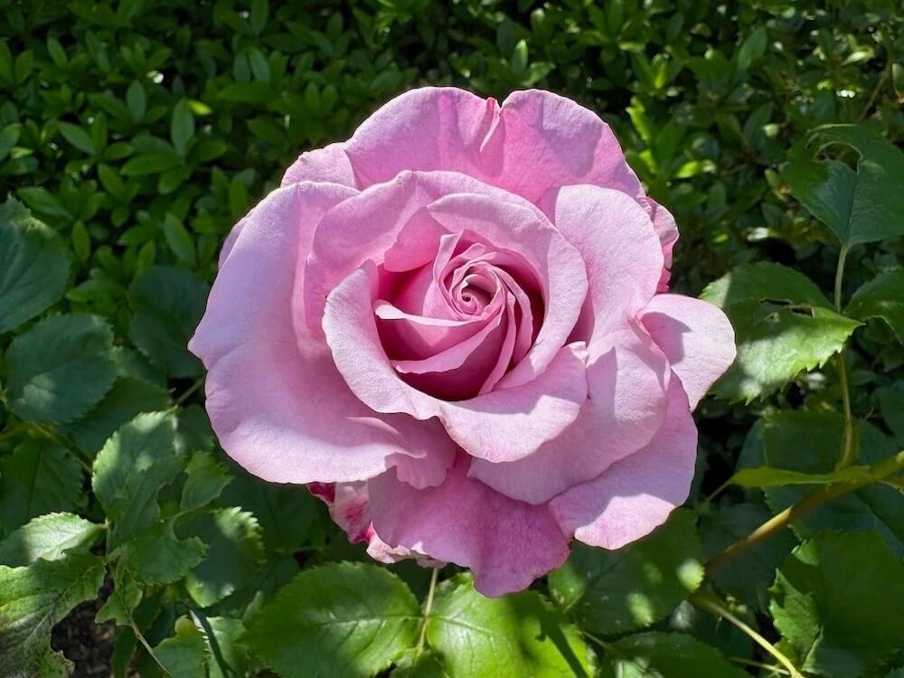 Rosa 'Sweetness' (Sweetness Grandiflora Rose) — Northwest Blooms